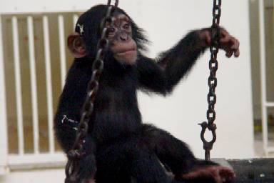 jonge chimpansee